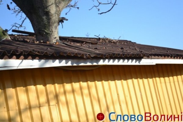 У Луцьку є «магазин-дерево». ФОТО